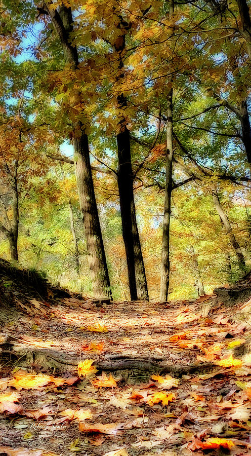 Autumn Walk Photograph by Rebecca Samler
