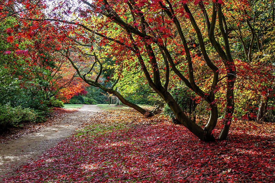 Autumn Walk Photograph by Shirley Mitchell