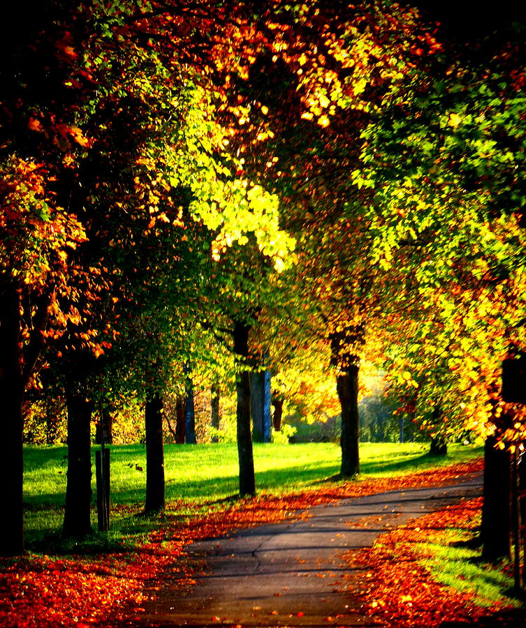 Autumn Walkway Photograph by Angel One - Fine Art America