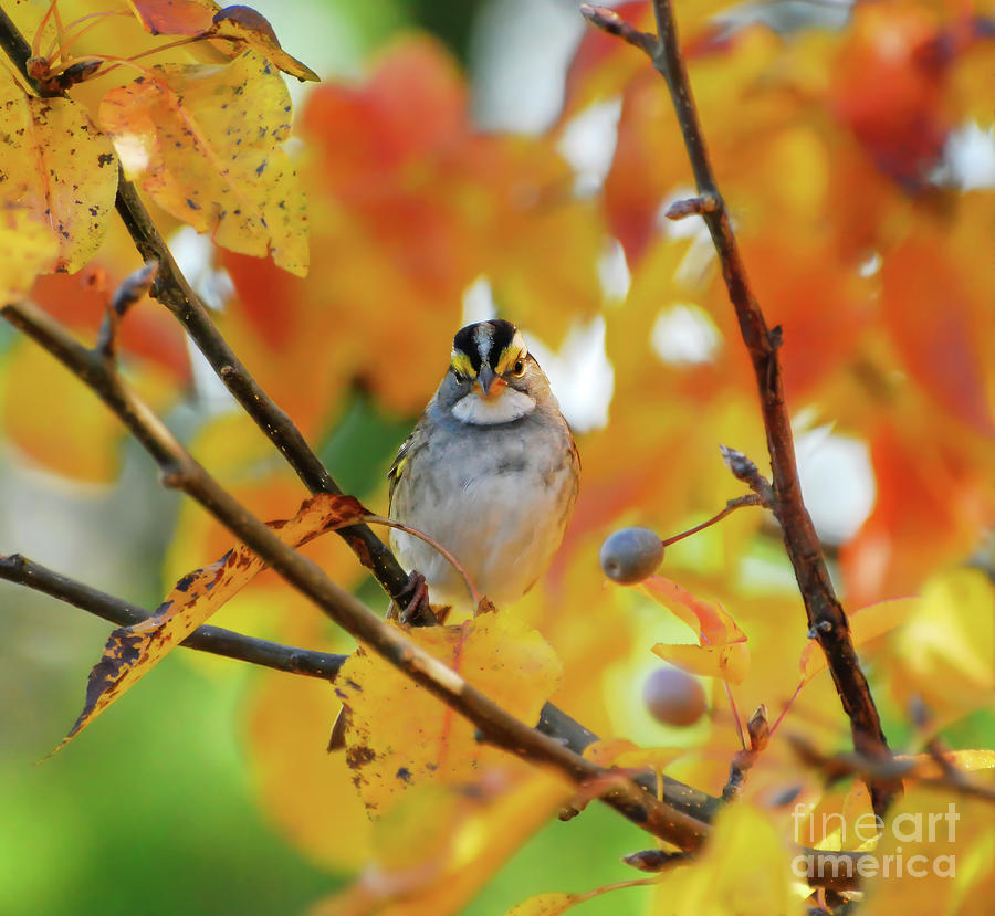 Autumn Watching - White-throated Sparrow Photograph by Kerri Farley