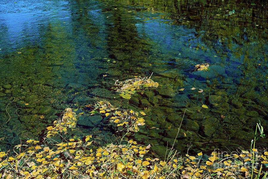 Autumn Water Leaves Photograph