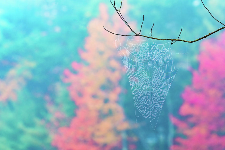 Autumn Web Photograph by Jeff Sinon