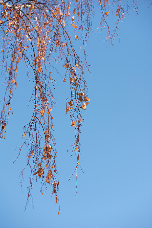 Fall Photograph - Autumn Weeping Birch  by Phil And Karen Rispin