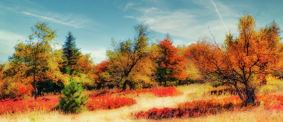Autumn West Virginia Ferns in the Field fx Photograph by Dan Carmichael