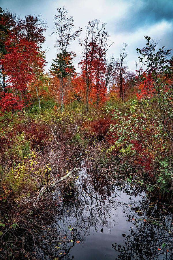 Autumn Wetland landscape Photograph by Lilia S