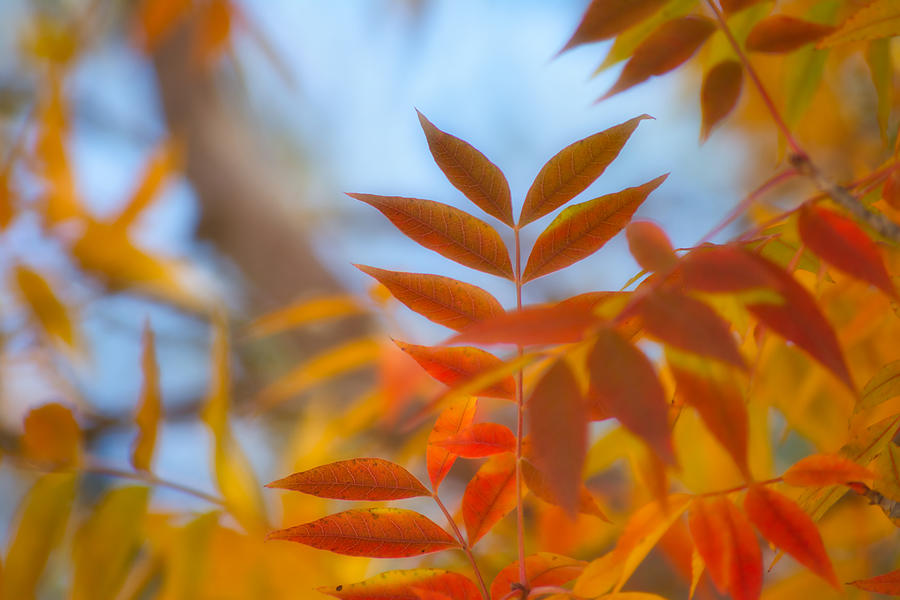 Autumn Whimsy Photograph by Mark Bell | Fine Art America