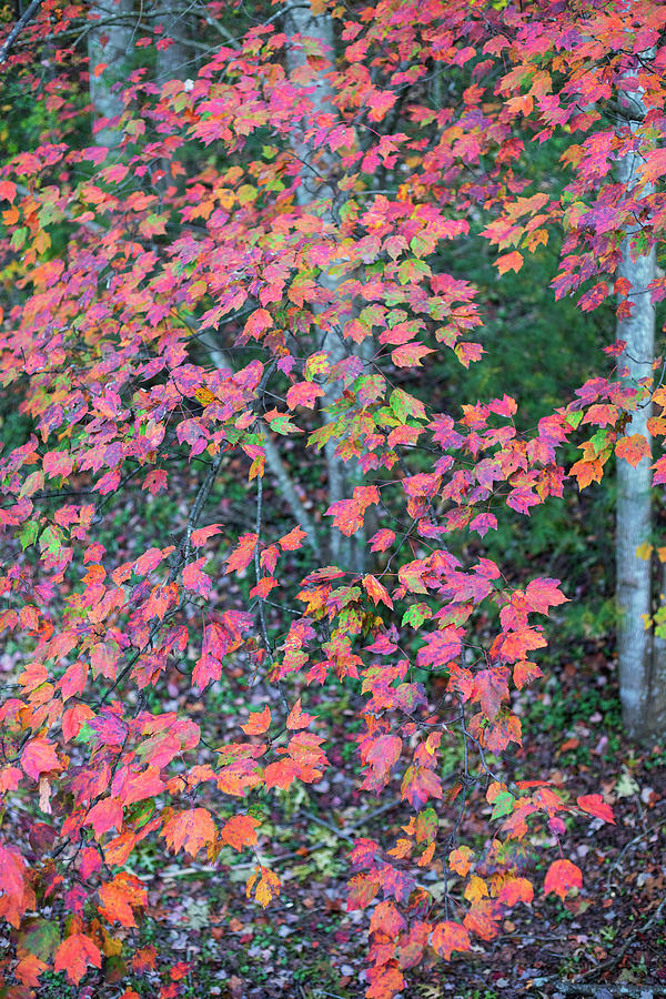 Autumn White Poplar Leaves Photograph by Charles Floyd