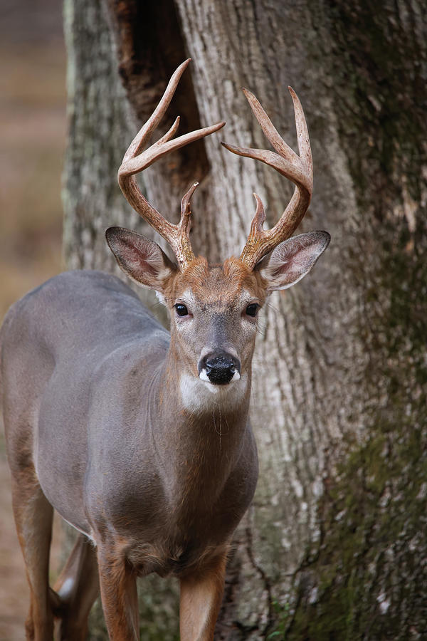 Autumn Whitetail Buck Photograph by Brook Burling