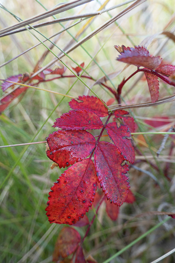 Autumn Wild Rose Leaves Photograph by Karen Rispin