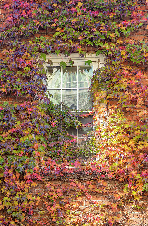 Autumn Window Photograph by Cate Franklyn
