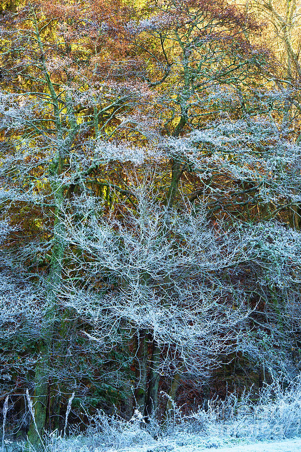 Autumn Winter Tree Frost Photograph by Tim Gainey