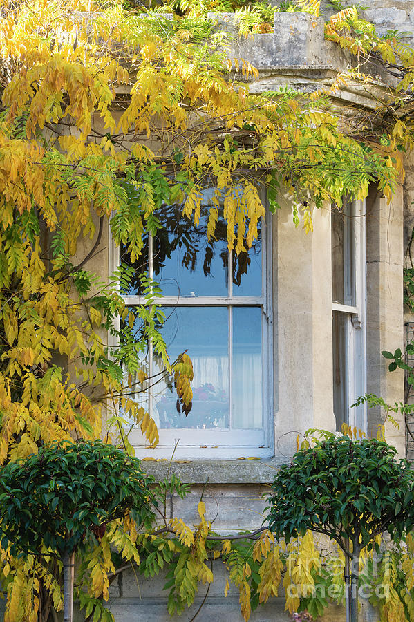 Autumn Wisteria Foliage Around a Cotswold House Window Photograph by Tim Gainey