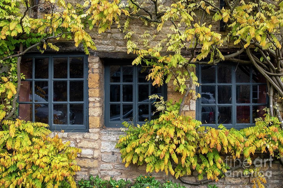 Autumn Wisteria Foliage Stow on the Wold Photograph by Tim Gainey