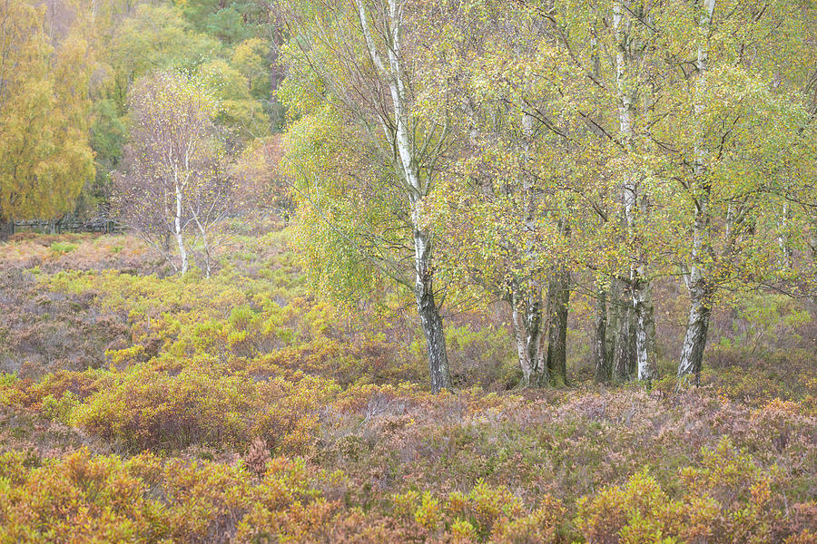 Autumn with bilberries and silver birch trees Photograph by Anita Nicholson