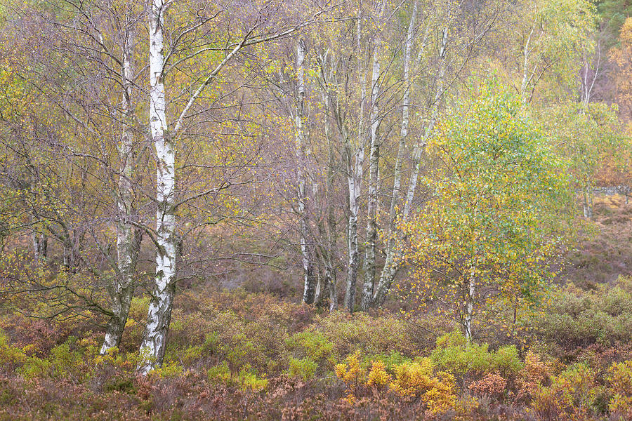 Fall Photograph - Autumn with bilberries, bracken and silver birch trees by Anita Nicholson