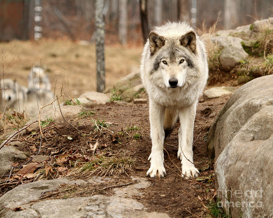 Autumn Wolf In Forest Photograph