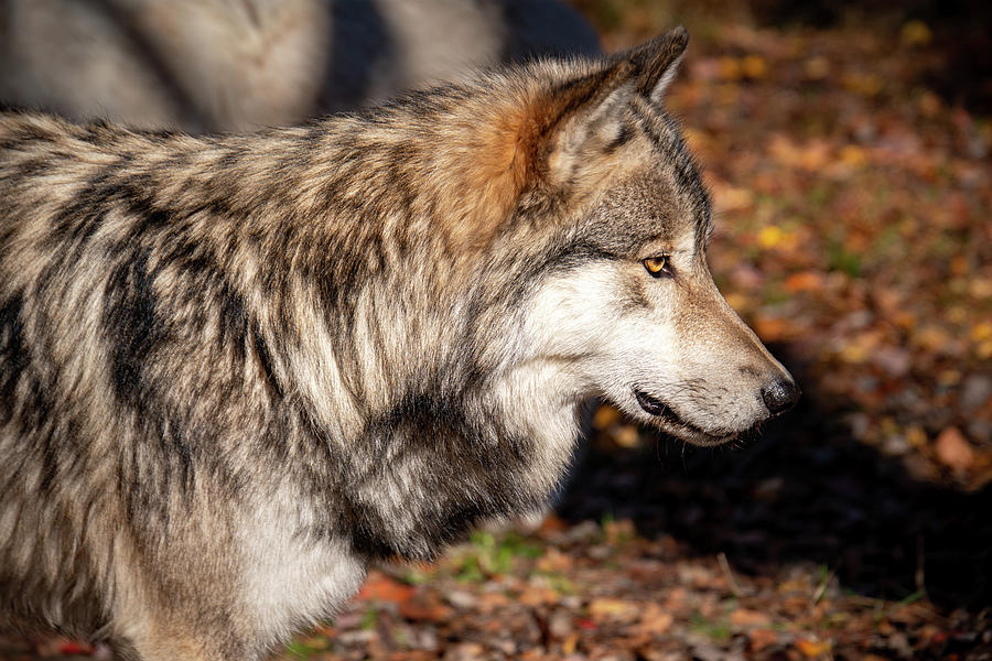 Autumn Wolf Photograph by Rose Guinther