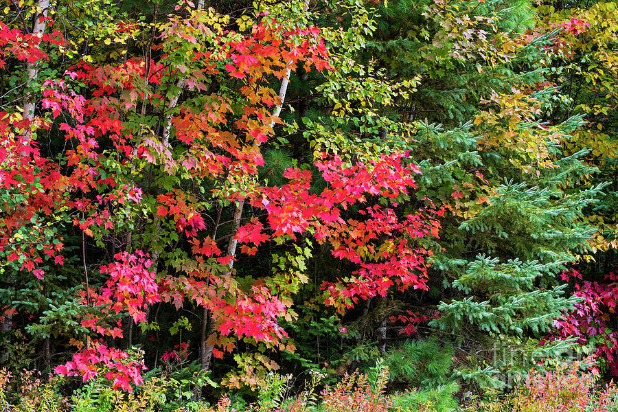 Autumn Woodland Color 2 Photograph