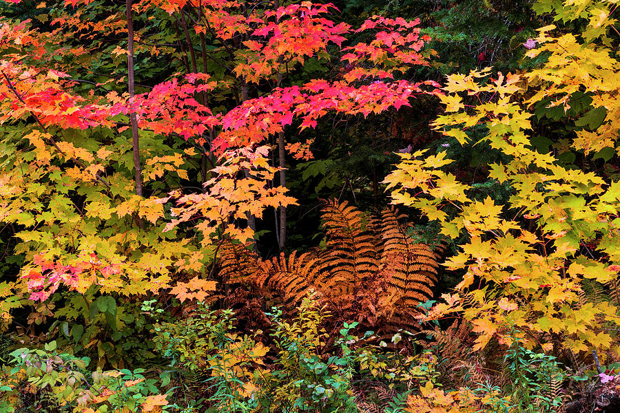 Autumn Woodland Color 3 Photograph by Alan L Graham
