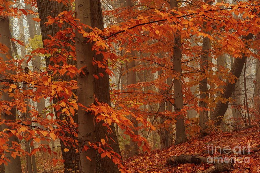 Autumn Woodland FC10454 Photograph by Mark Graf