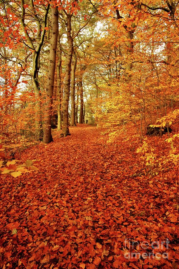 Autumn woodland in Derbyshire Photograph by David Birchall