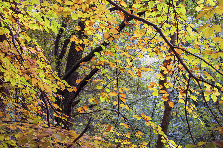 Autumn Photograph - Autumn woodland by Nick Lewis Autumn Photograph - Autumn woodland by Nick Lewis