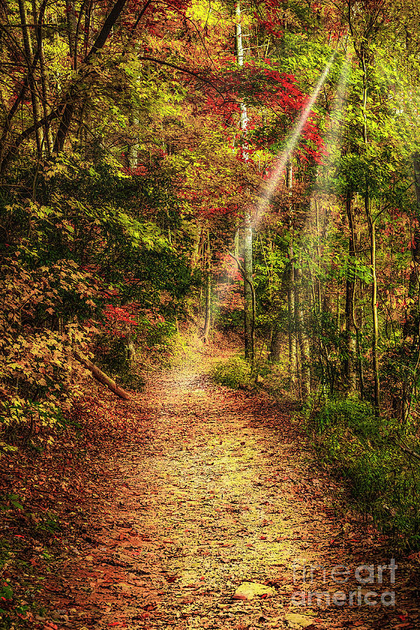 Autumn Woodland Path Photograph by Nick Zelinsky Jr