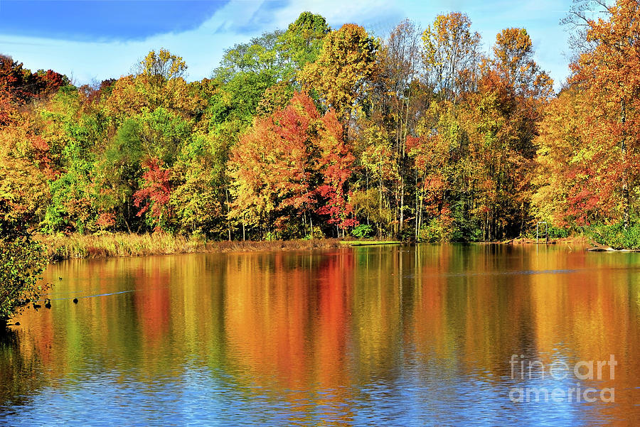 Autumn Woodland Reflections Photograph