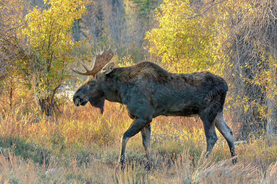 Autumn Woodlands Moose Photograph by Jack Bell
