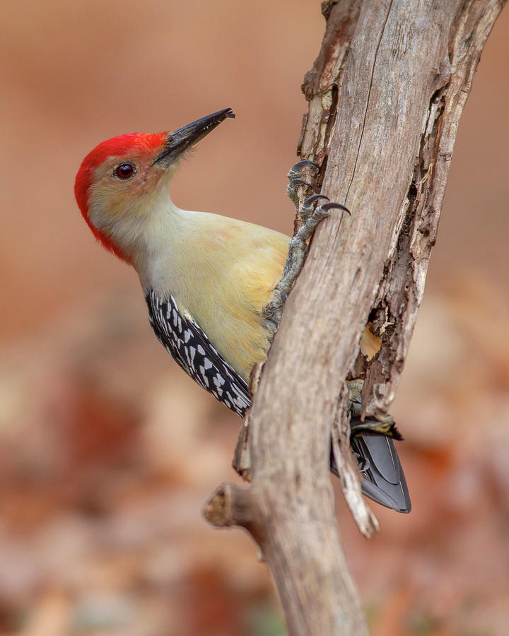Autumn Woodpecker Photograph by Timothy McIntyre