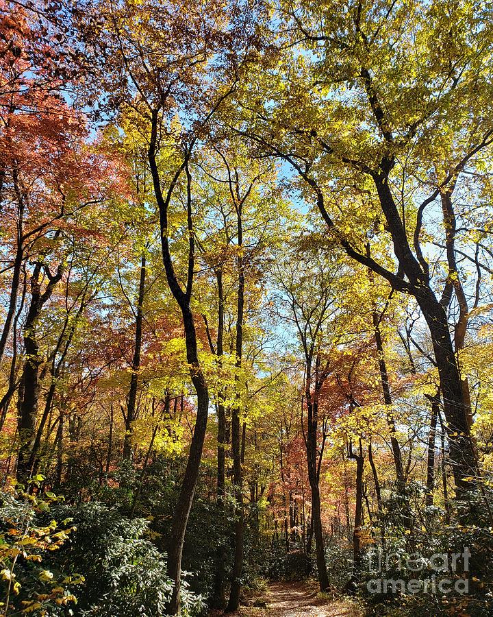 Autumn Woods  Photograph by Anita Adams