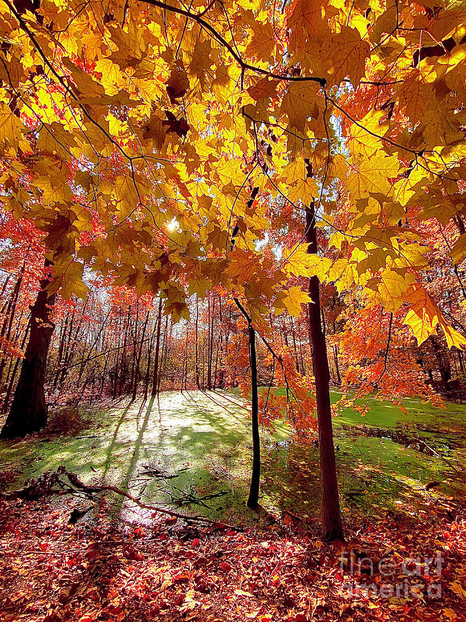Autumn woods Photograph by Gina Signore