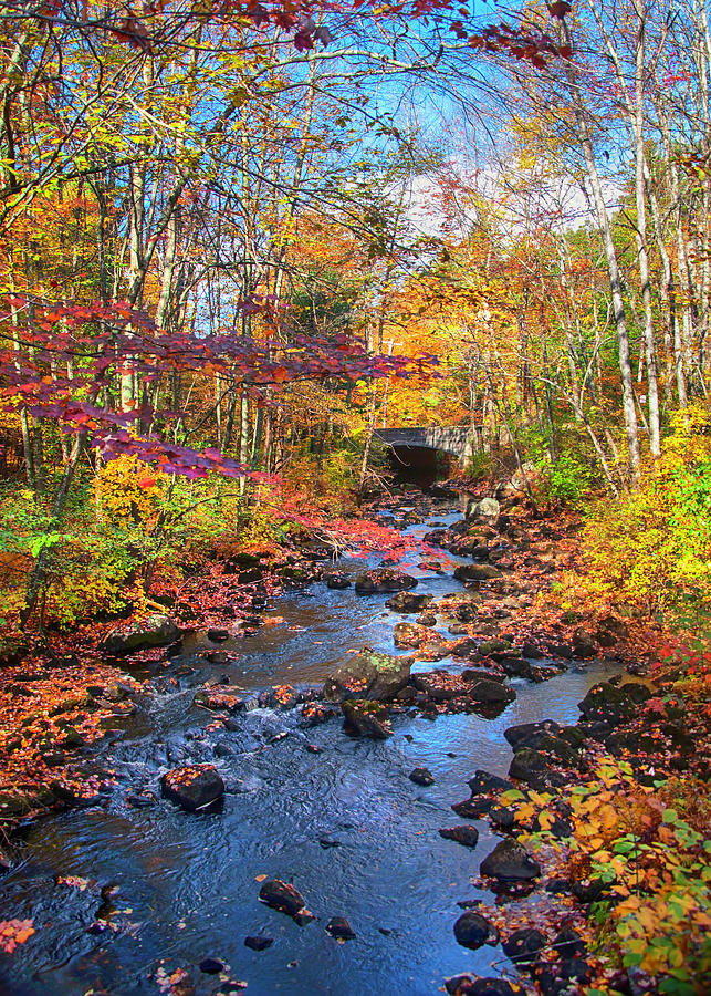 Autumn Woods Photograph by Joann Vitali