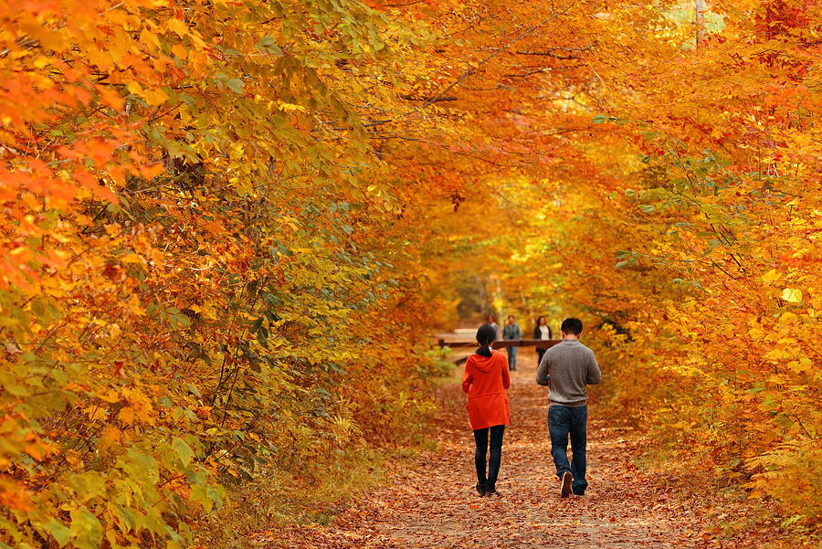 Autumn woods Photograph by Songquan Deng