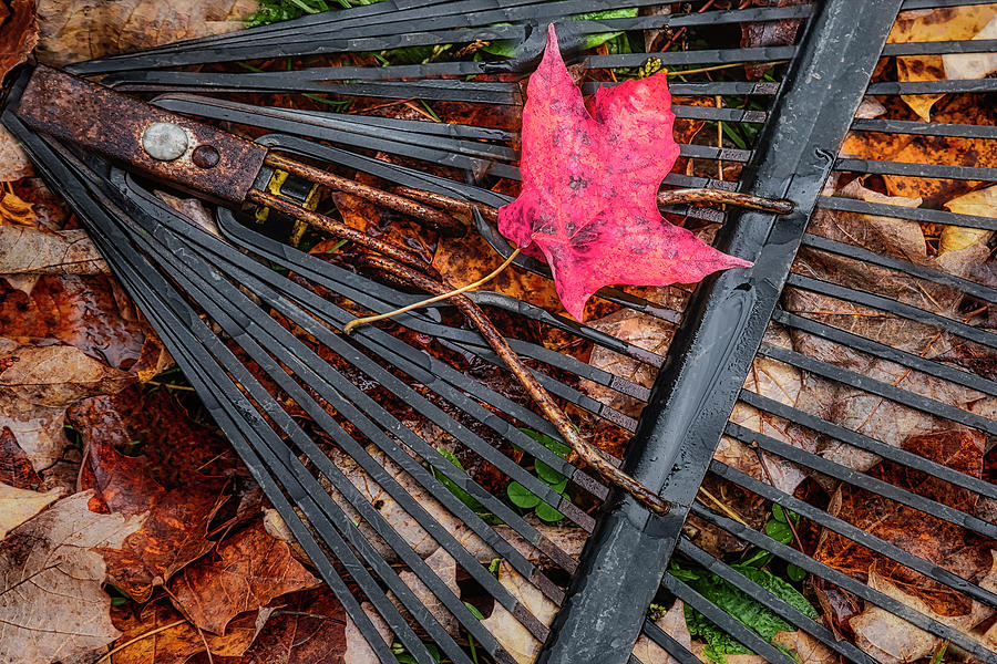 Autumn Yard Work Photograph by Susan Candelario