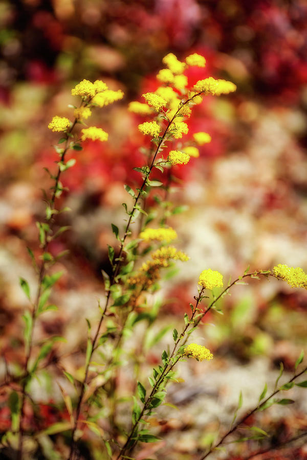 Autumn Yellow Flowers Photograph by Dan Carmichael