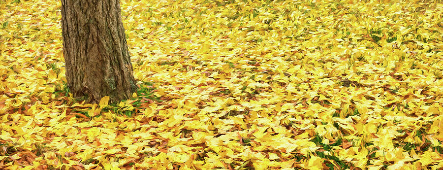Autumn Yellow Ginko Tree Leaves AP 1122 Photograph by Dan Carmichael