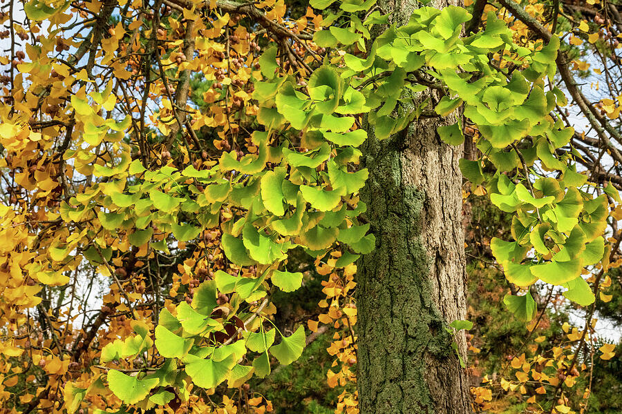Autumn Yellow Green Ginko Tree 1122 Photograph by Dan Carmichael