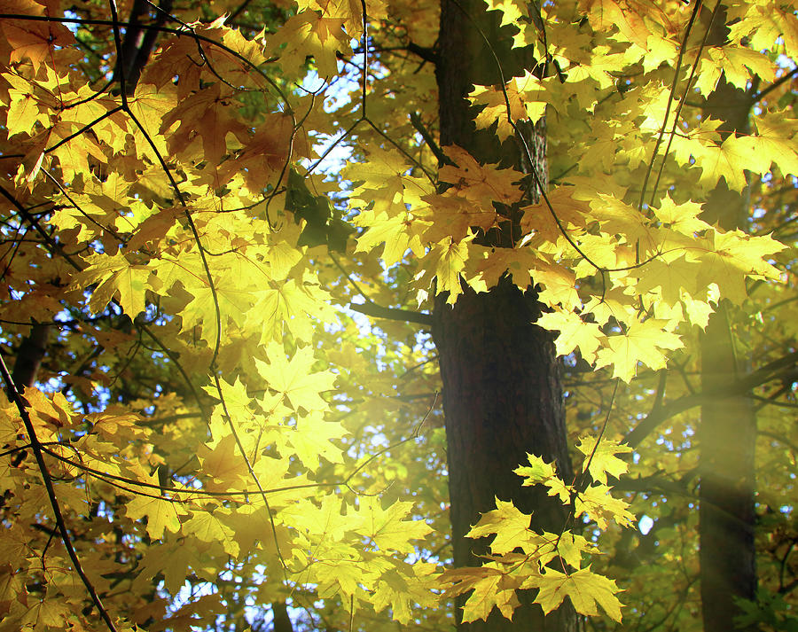 Autumn Yellow Leaves Photograph by Mikhail Kokhanchikov