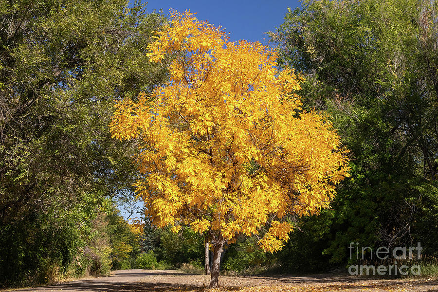 Autumn Photograph - Autumn Yellow by Nicki Hoffman Autumn Photograph - Autumn Yellow by Nicki Hoffman