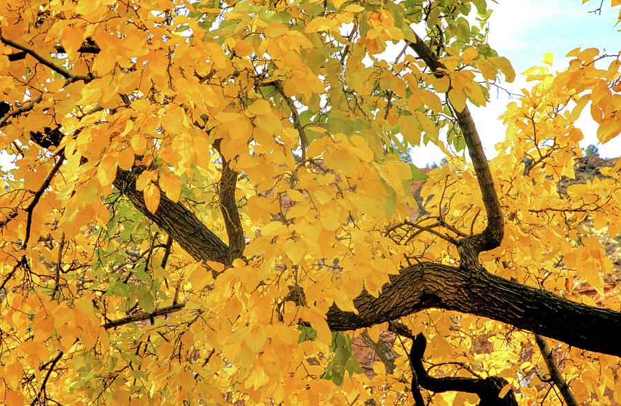 Autumn Yellow  Photograph by Randy Bradley