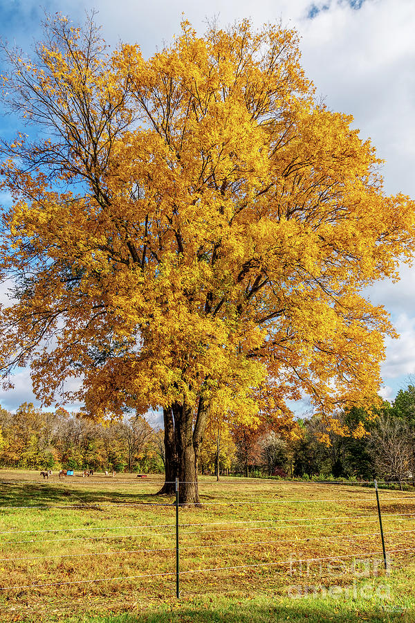 Autumn Yellow Sugar Maple Photograph by Jennifer White