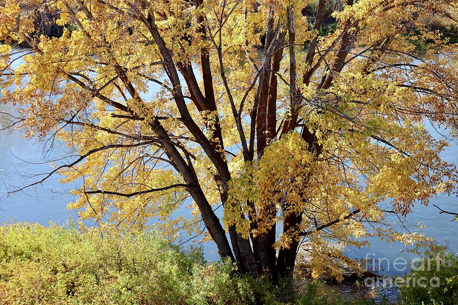 Autumn Yellow Tree over Yakima River Photograph by Carol Groenen