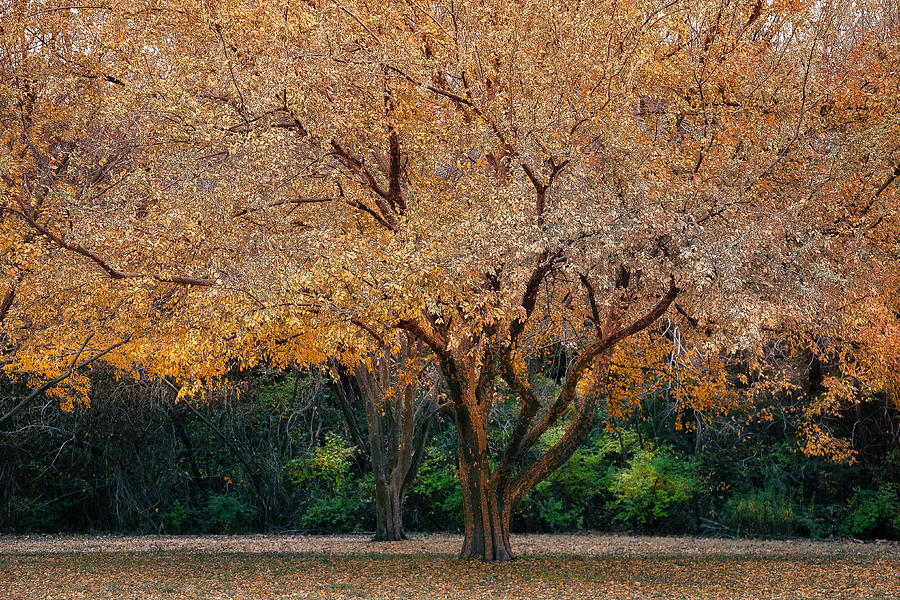 Autumn Yellow Trees Photograph by David Chasey