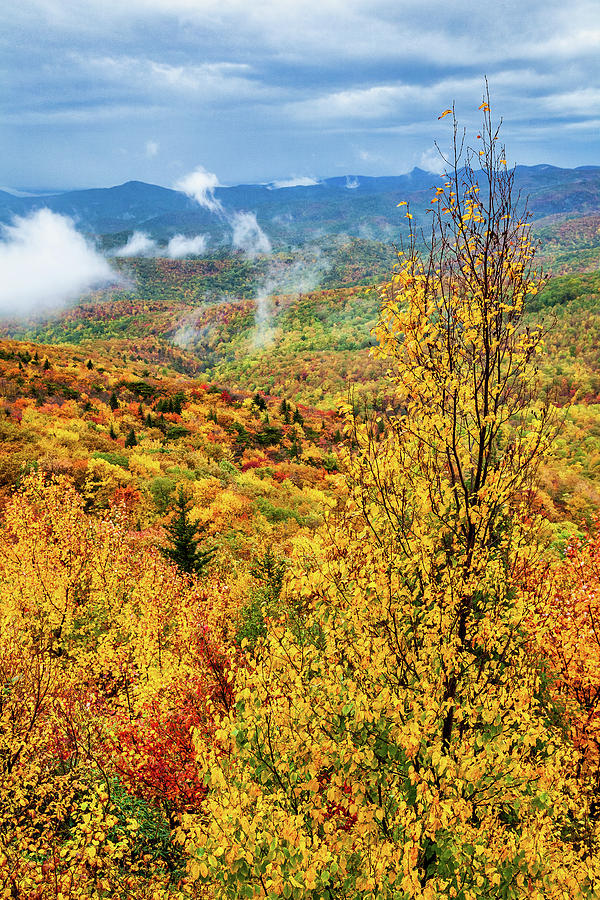 Autumn Yellow Trees in the Blue Ridge Photograph by Dan Carmichael