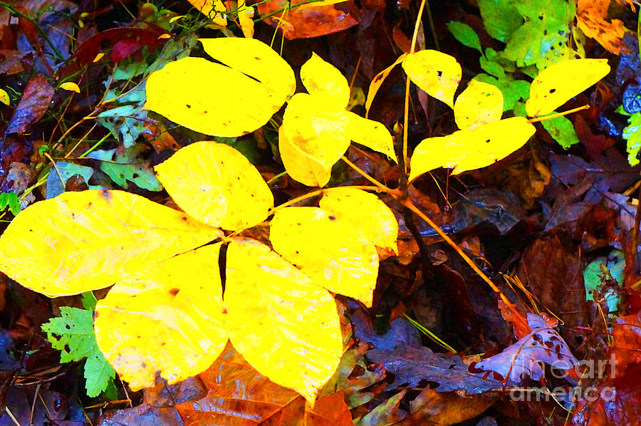 Autumn Yellow, Wet Leaves Photograph by Maxine Billings