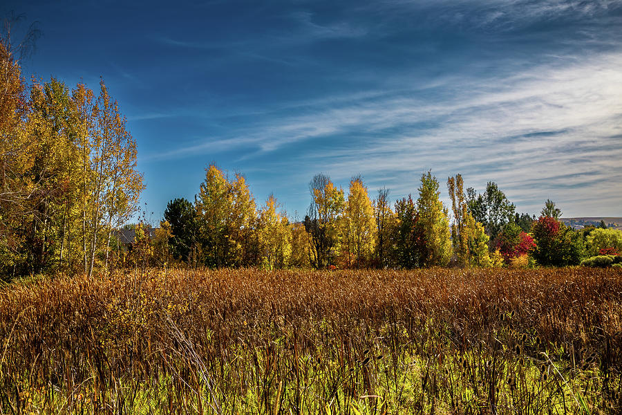 Autumn Yellows Photograph by David Patterson
