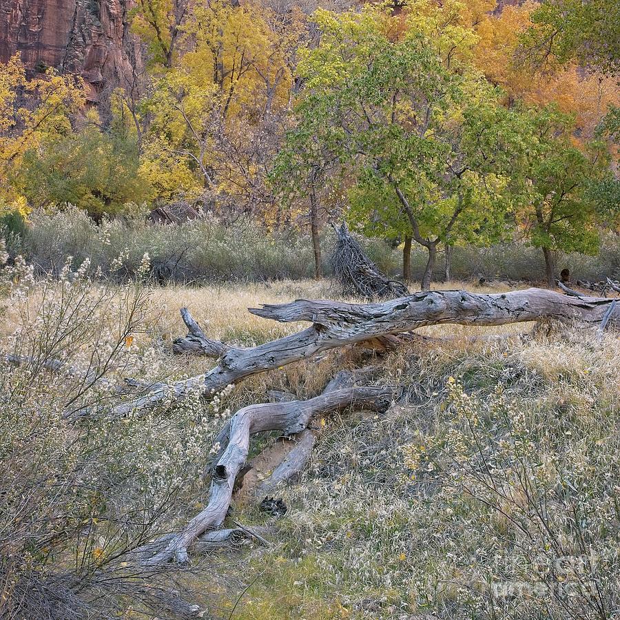 Autumn, Zion National Park - 2233 Photograph by Philip Preston