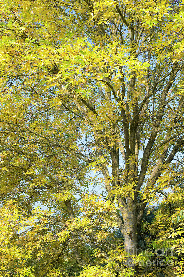 Autumnal American Ash Tree Photograph by Tim Gainey
