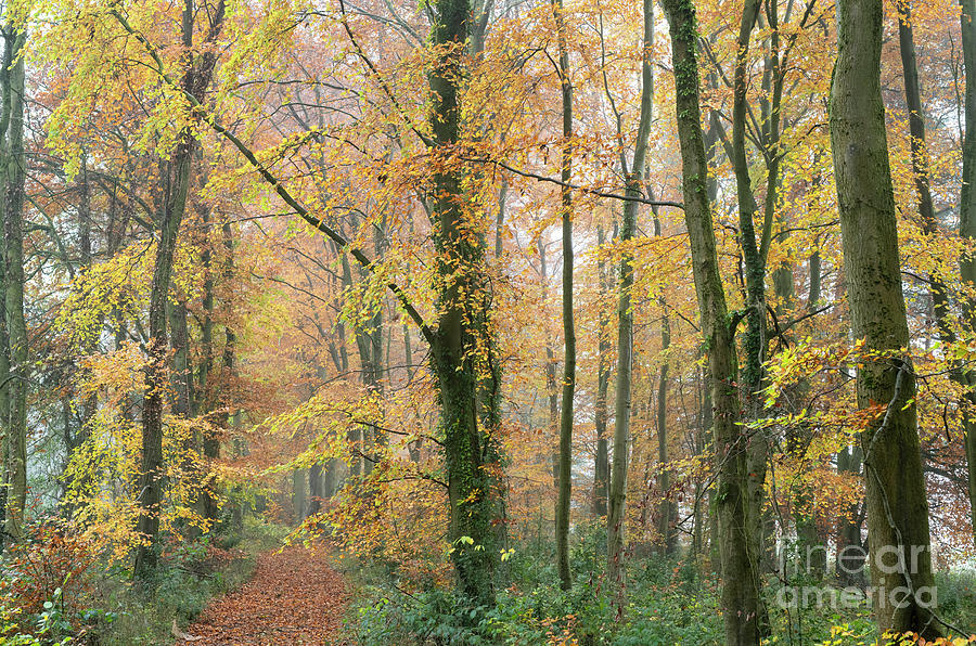 Autumnal Beech Trees in a Misty Wood in the Cotswolds Photograph by Tim Gainey